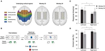 Right Hemisphere Lateralization in Neural Connectivity Within Fronto-Parietal Networks in Non-human Primates During a Visual Reaching Task